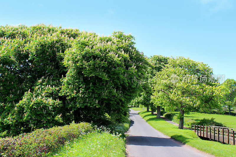 田野/公路旁，开着白花的七叶树/马栗树